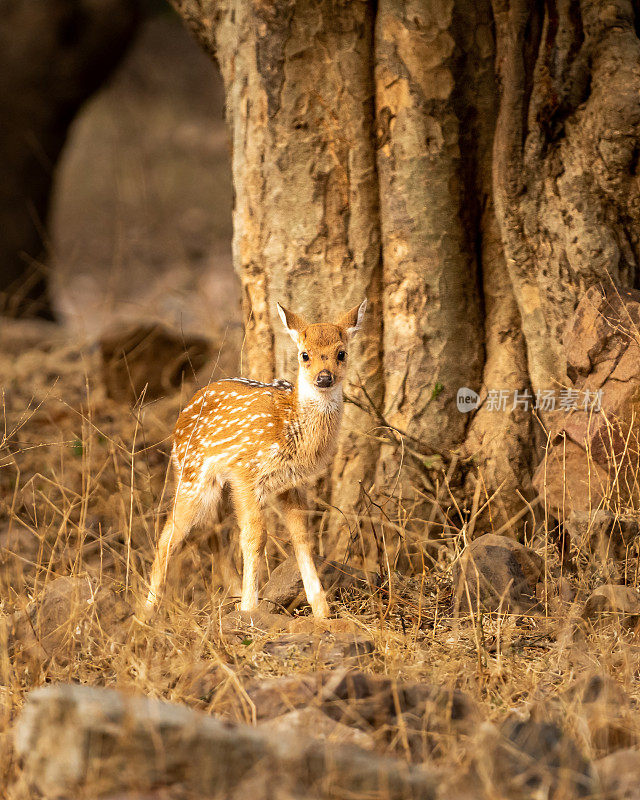 在印度的森林国家公园里，早上独自狩猎的斑点鹿或赤鹿或赤鹿或小鹿