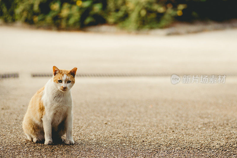 一只孤独的猫的形象