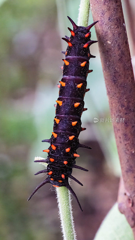巴图斯·菲利诺的幼虫，管藤燕尾或蓝燕尾，是一种发现于北美的燕尾蝴蝶。这只蝴蝶是黑色的，后翅呈彩虹蓝色。毛毛虫是黑色的