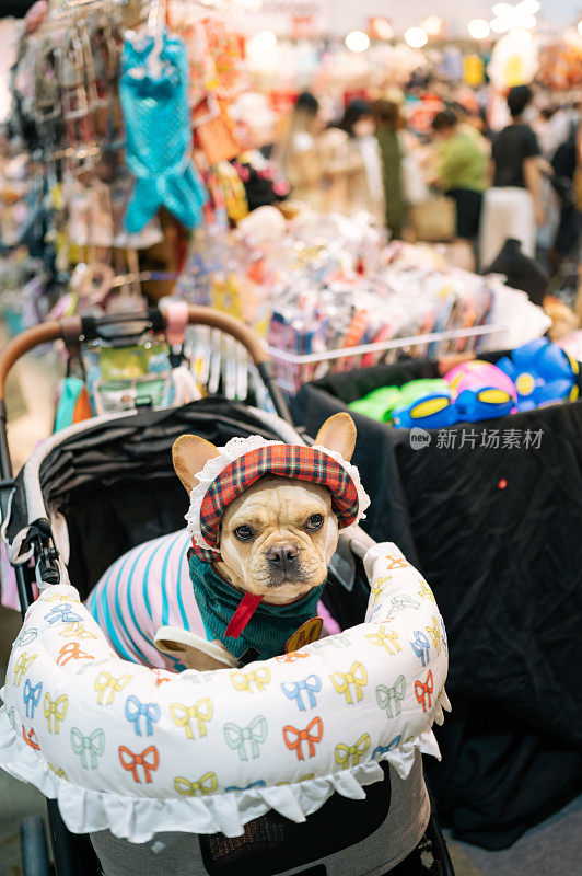 坐在狗车里的法国斗牛犬特写镜头