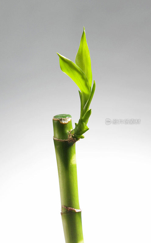 中国风水装饰用竹子