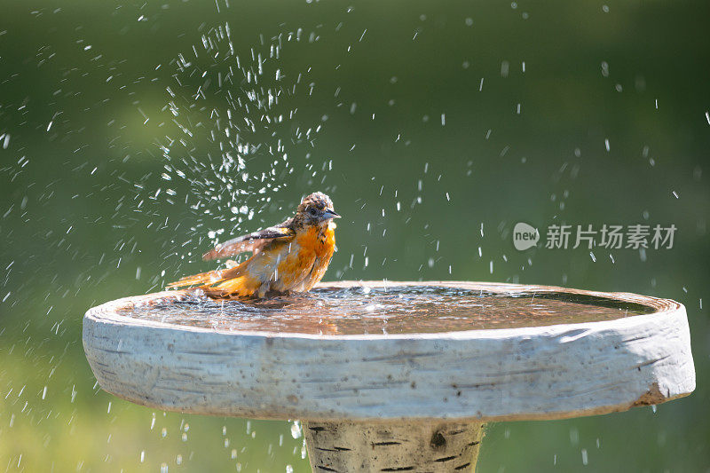 水塘的北黄鹂