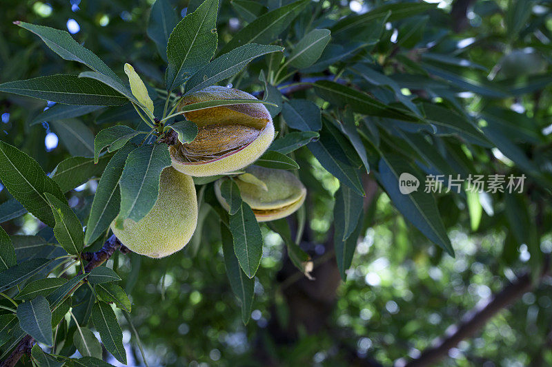 加州果园里成熟的杏仁特写