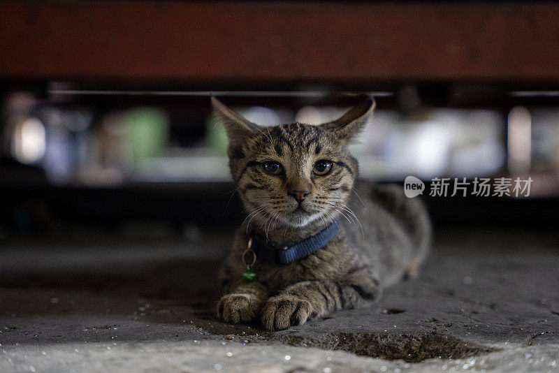 汽车工业里一只可爱的猫