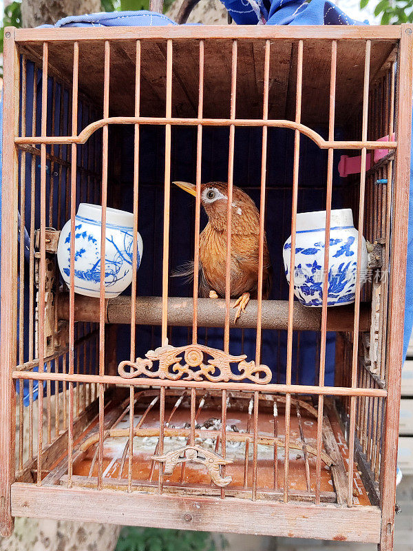 中国上海，石库门房外笼子里的鸟