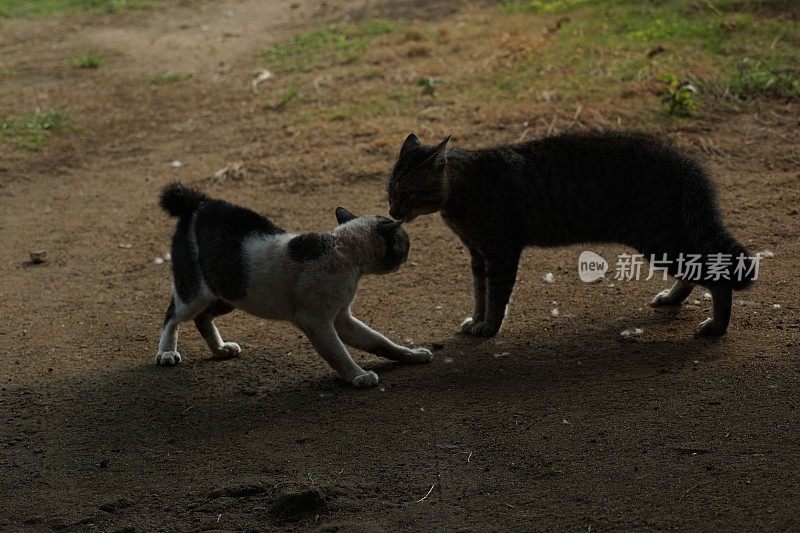 两只流浪猫为争夺地盘而打架