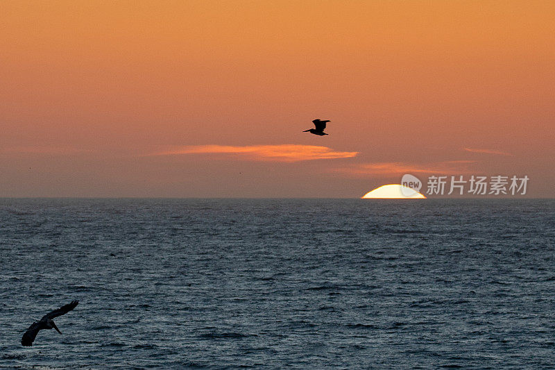 在美国加州中部海岸的坎布里亚，鹈鹕飞向夕阳的天空