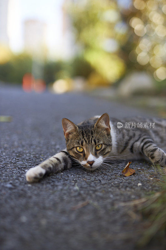 慵懒的流浪猫在街上休息