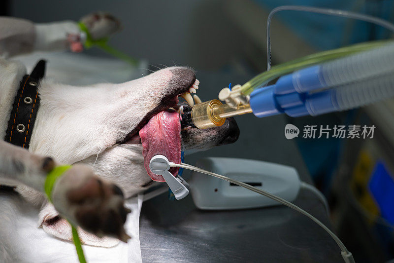 在气体麻醉下，狗狗用气管内插管的脸部特写。这只狗正在兽医手术台上睡觉。让狗狗为手术做准备。