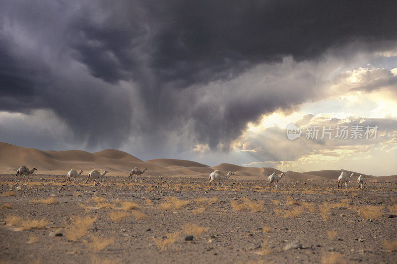 一群骆驼和骆驼在沙特阿拉伯王国NEOM市附近的沙漠地区行走，繁殖骆驼和骆驼，一群骆驼在沙漠中觅食，沙特阿拉伯的沙漠