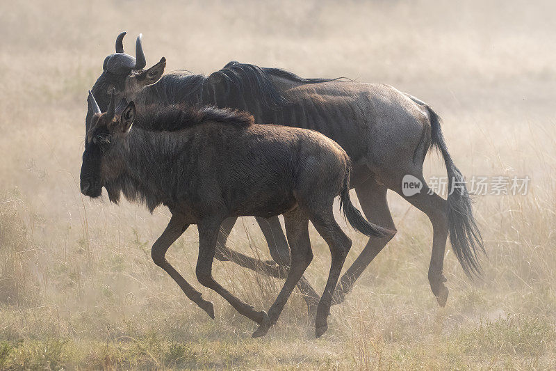 在移动中-一群角马在大迁徙期间在大草原上奔跑-塞伦盖蒂-坦桑尼亚