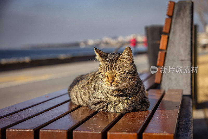 虎斑流浪猫。