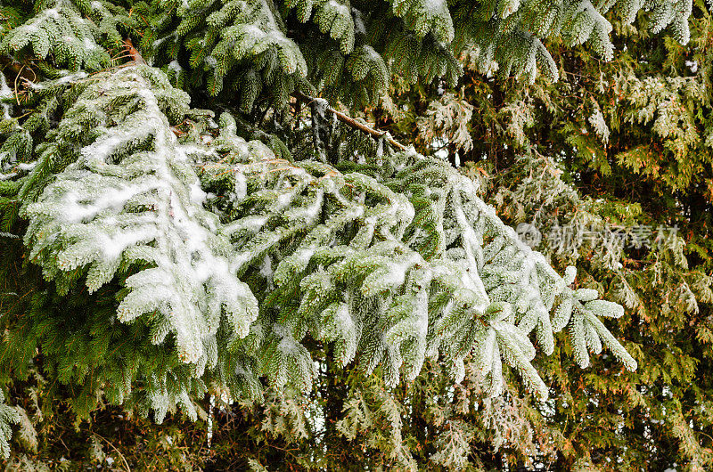 从特写角度看，一丛松枝被冻雨的冰覆盖着。