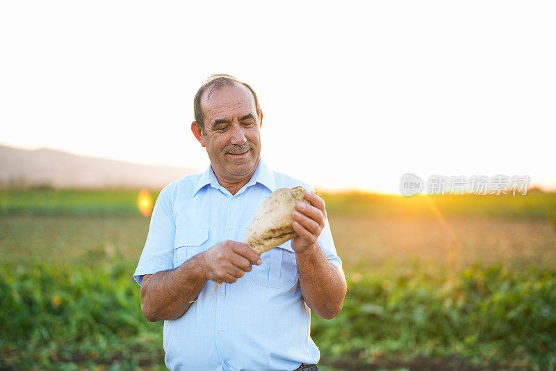 日落时分，一位老农民在农田里拿着一个甜菜