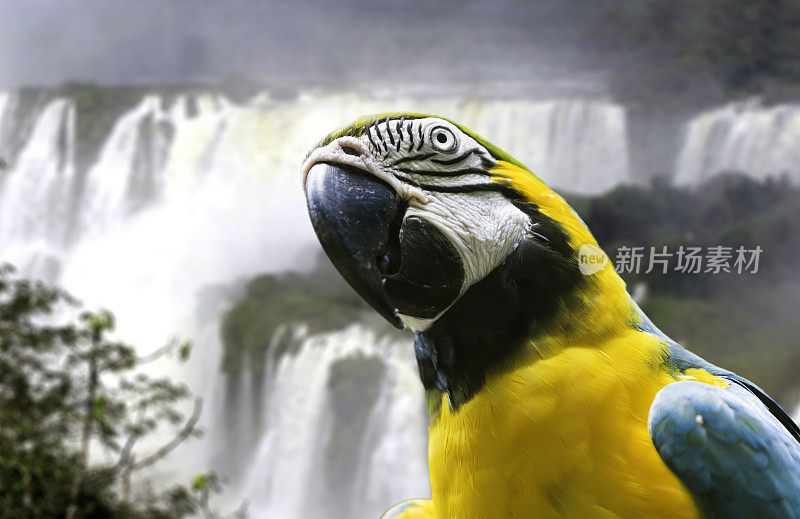巴西伊瓜苏瀑布的蓝黄金刚鹦鹉