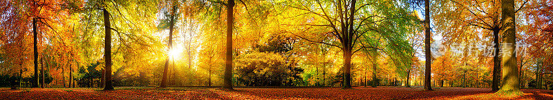 秋色斑斓的森林全景