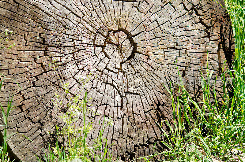 被砍伐的树桩-带有年轮的树干