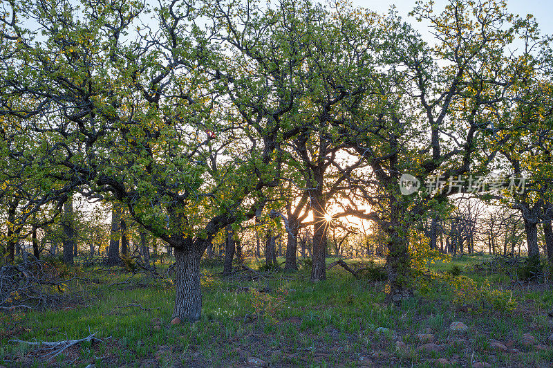 日出穿过橡树，春天，威奇托山，俄克拉荷马州