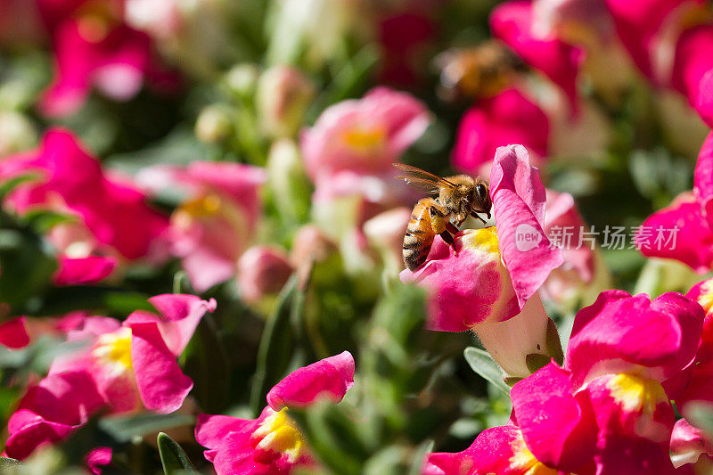 蜜蜂在金鱼草
