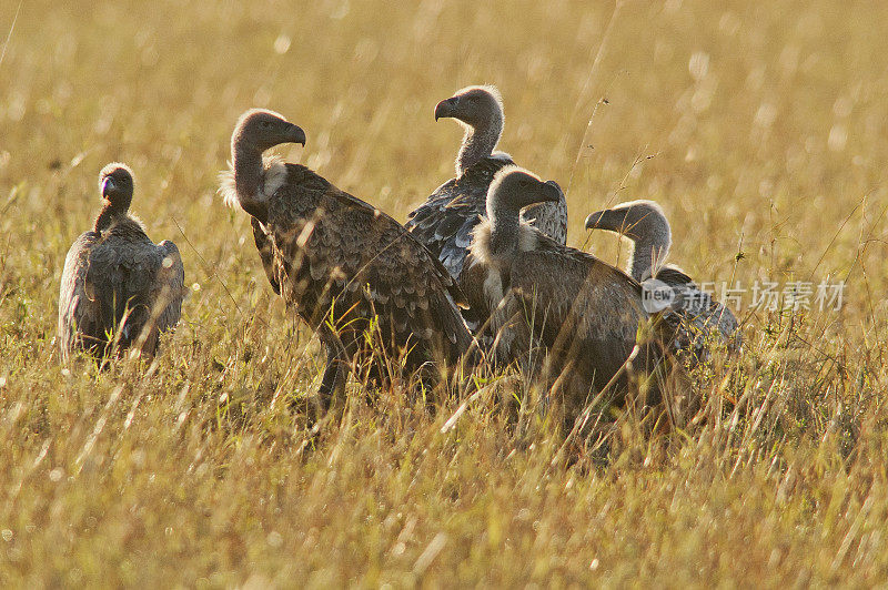 一群秃鹫聚集在马赛马拉狮子的猎物附近