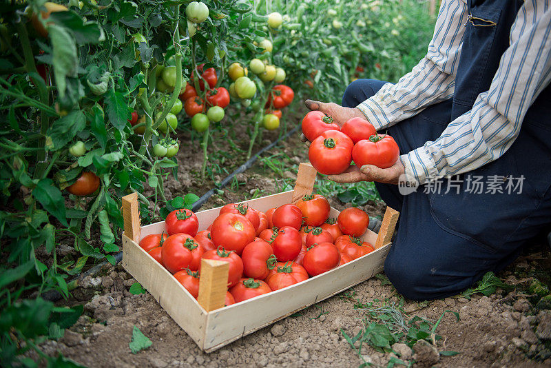 农夫在花园里摘西红柿