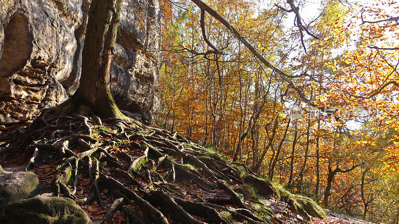 秋天森林里一棵老树的根