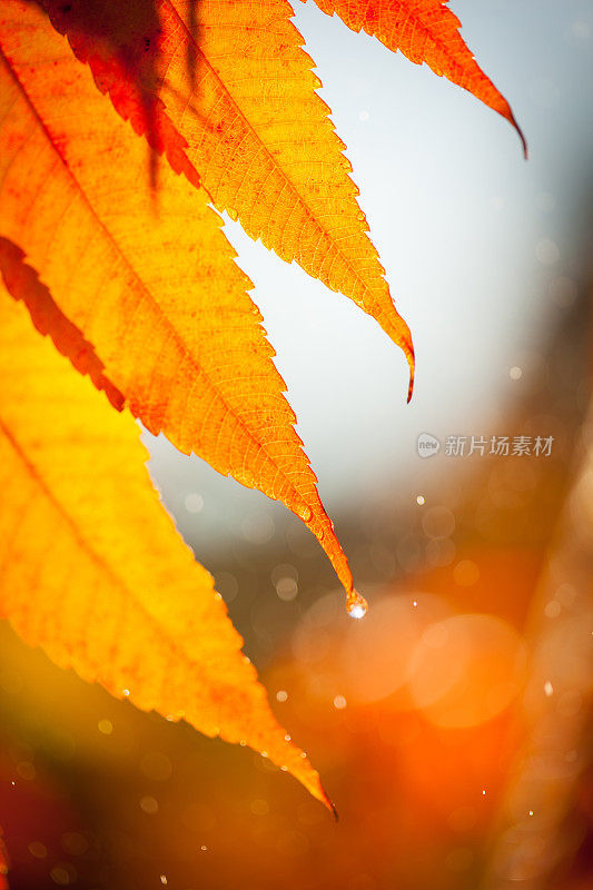 秋天的雨从树叶上滴下来