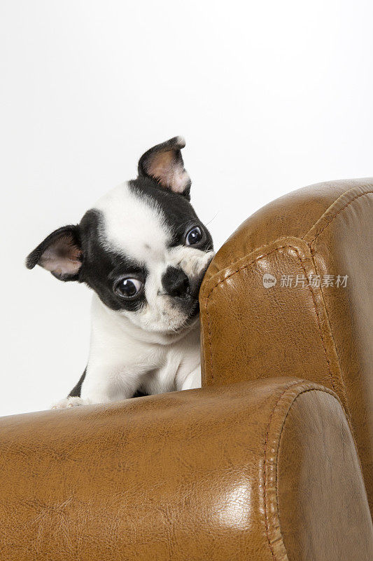 一只波士顿小猎犬在皮椅上咀嚼