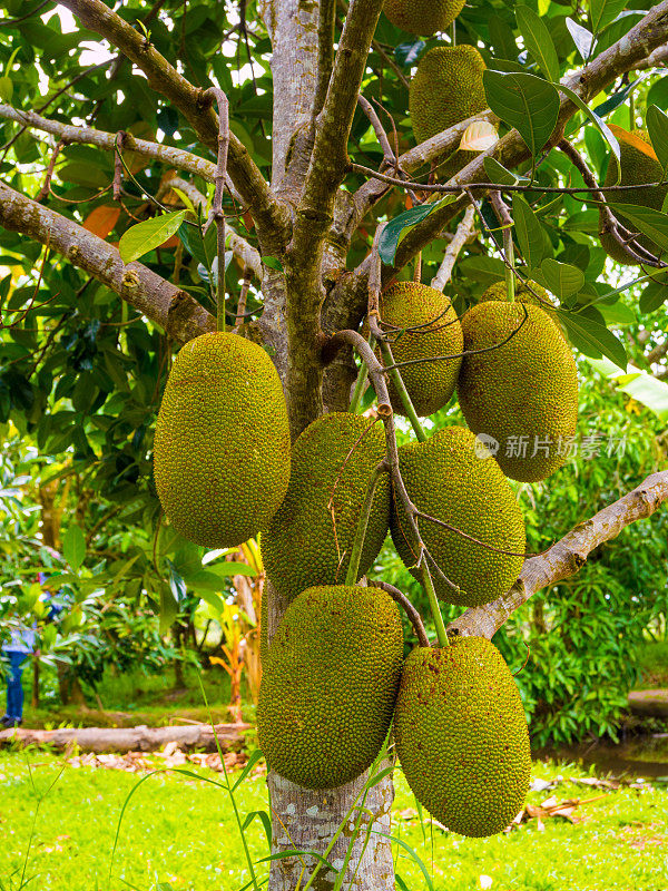 越南湄公河的菠萝蜜