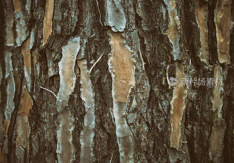 松树皮。抽象的自然背景
