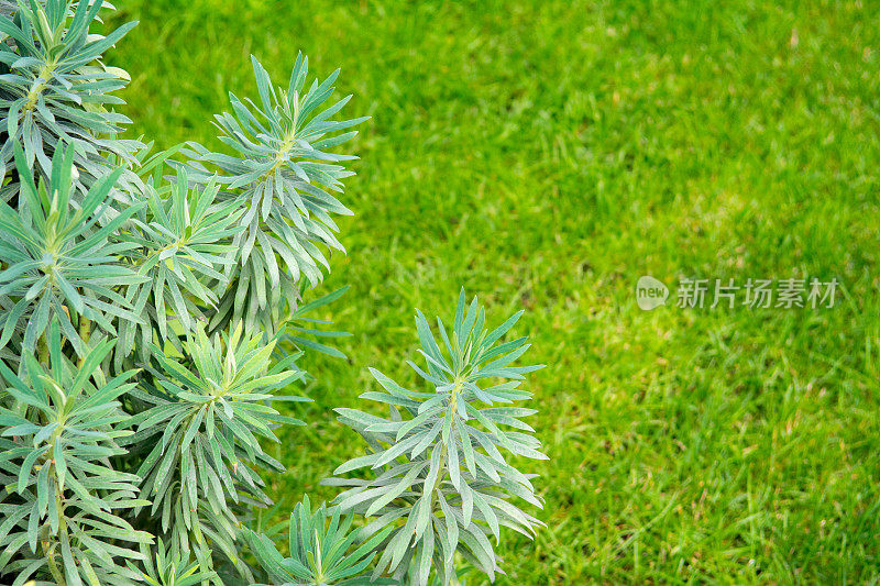 大戟属植物在草坪上