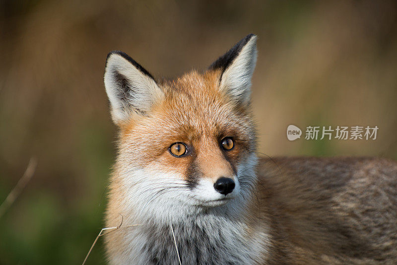 野生红狐，琥珀色，白色和黑色