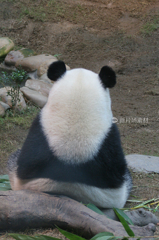 熊猫和他可爱的耳朵