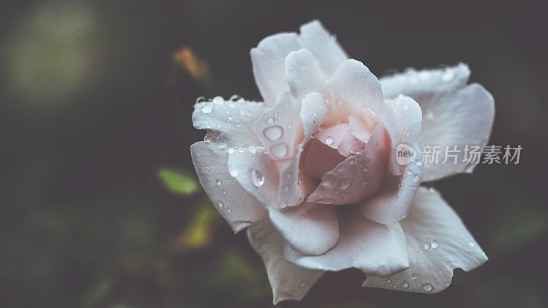 雨后的夏日，花园欣欣向荣