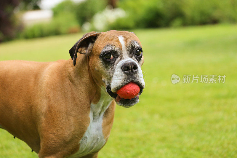 拳击手狗在花园里玩红球