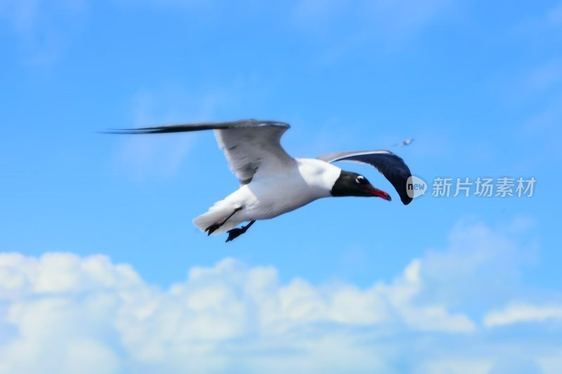 鸟从海上飞过