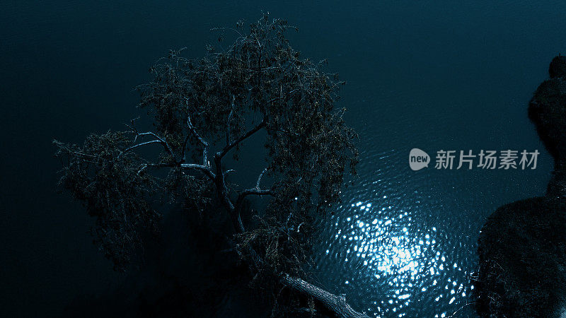 月光下，柳树在河边沐浴