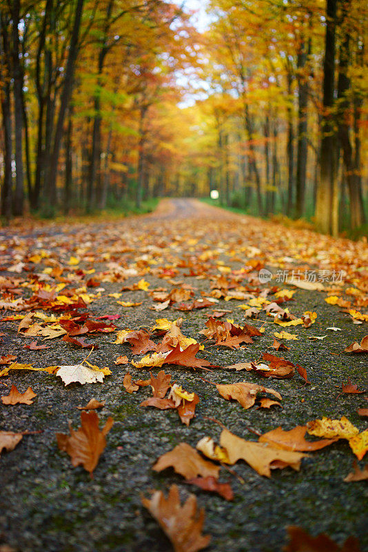 宾夕法尼亚州的森林,秋天