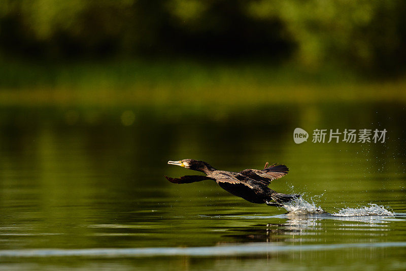 鸬鹚飞过湖面