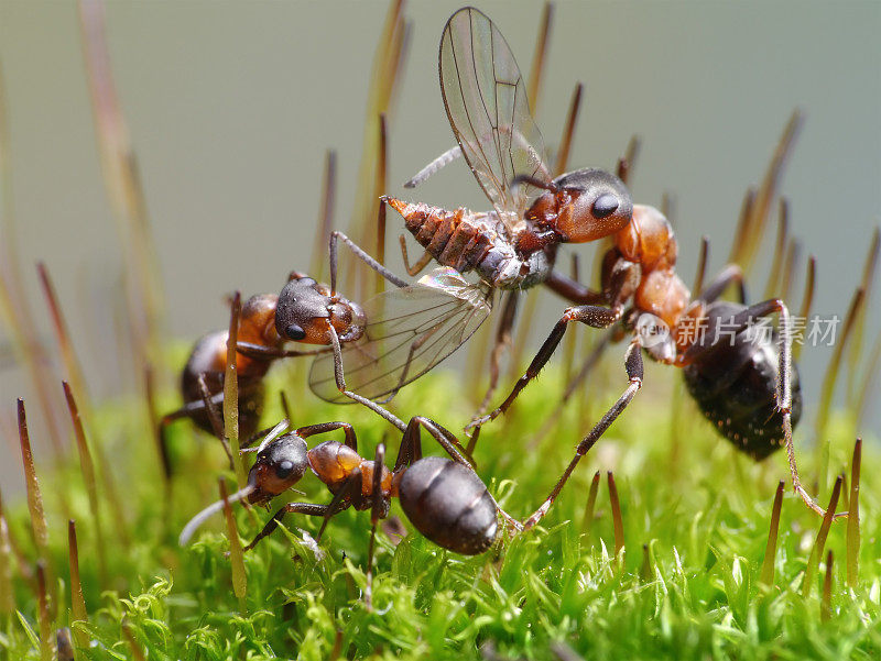 蚂蚁吃苍蝇
