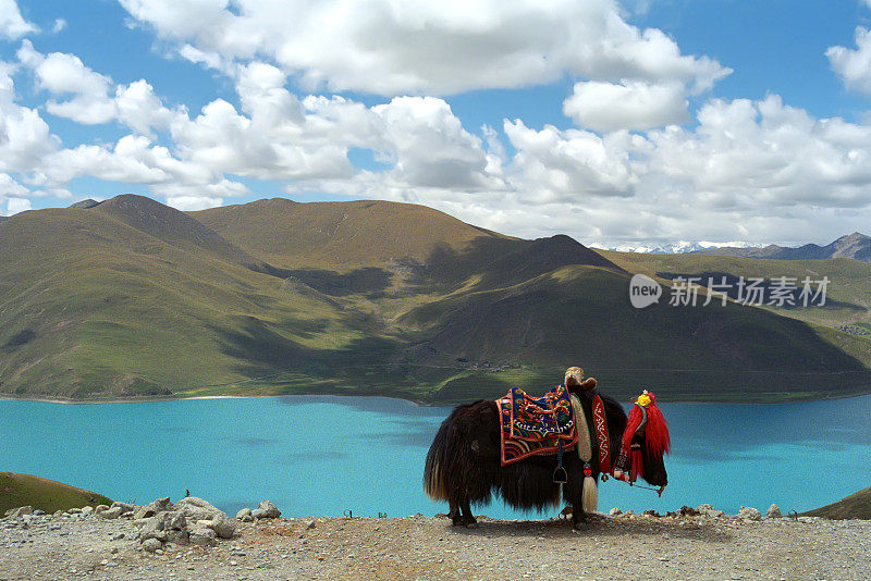 在西藏中部圣湖羊卓雍措的小牦牛。