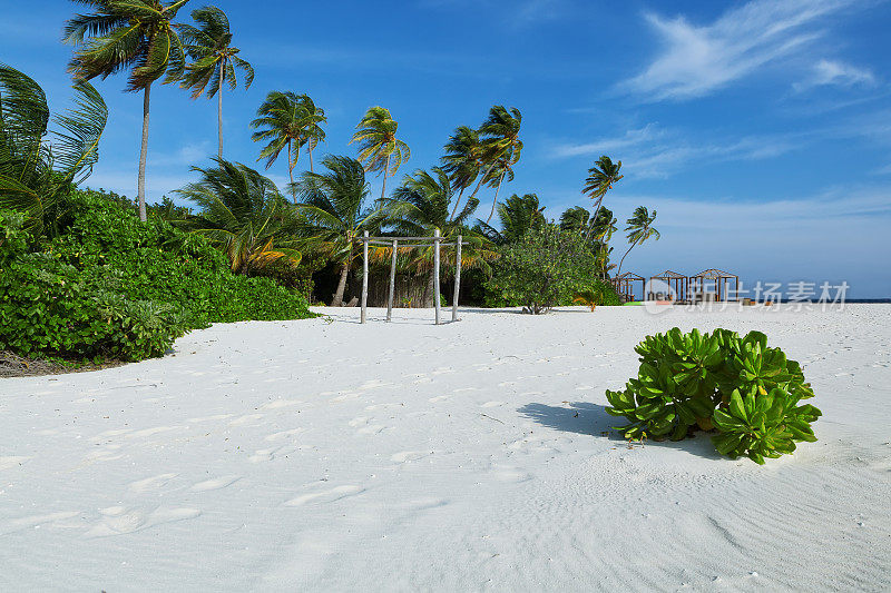 印度洋，马尔代夫岛，热带海滩，椰子树