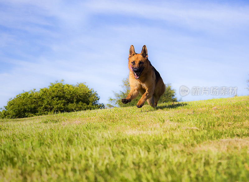 行动中的德国牧羊犬