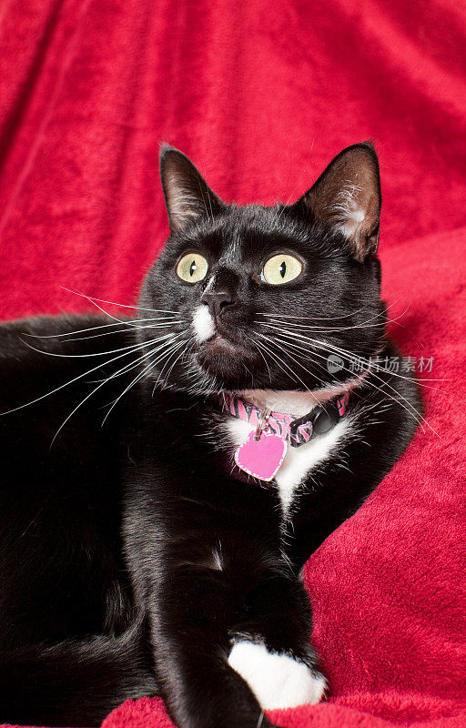 红毯子上美丽的黑白猫