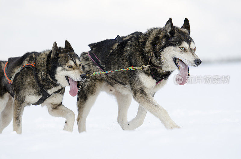 两只哈士奇雪橇狗在雪中奔跑