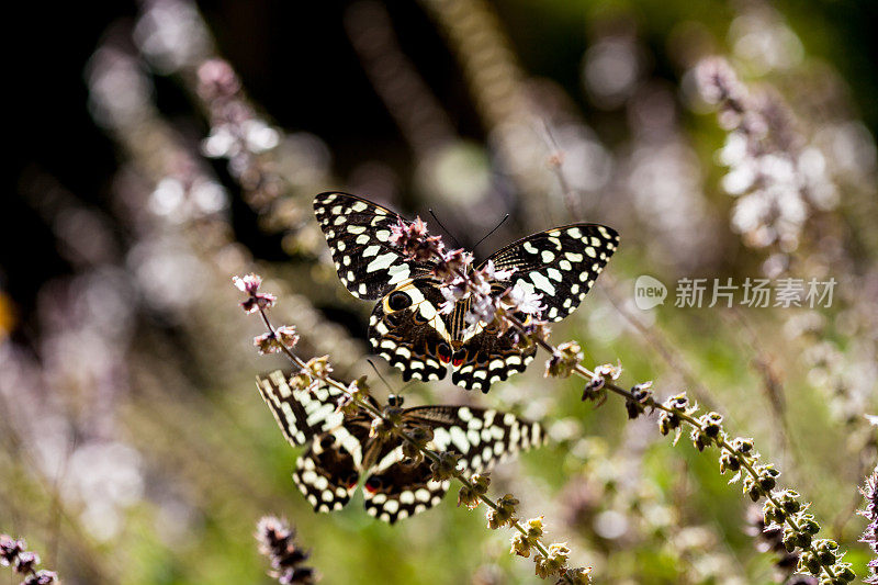 两只蝴蝶在一朵花附近盘旋