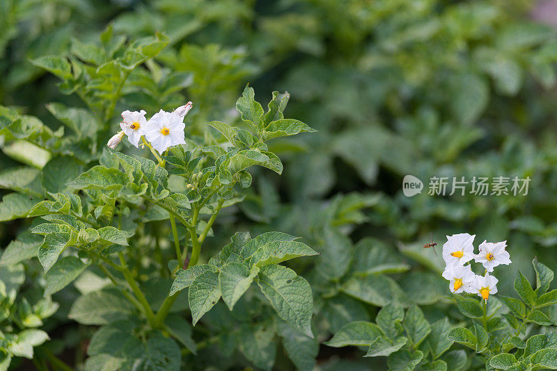 花园里盛开的马铃薯