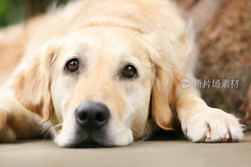 休息的金毛寻回犬