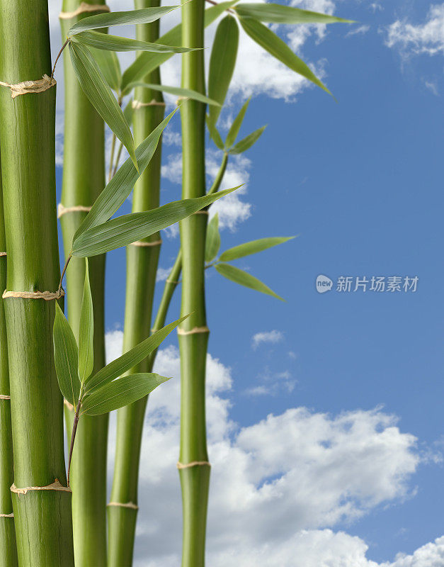 竹子的天堂