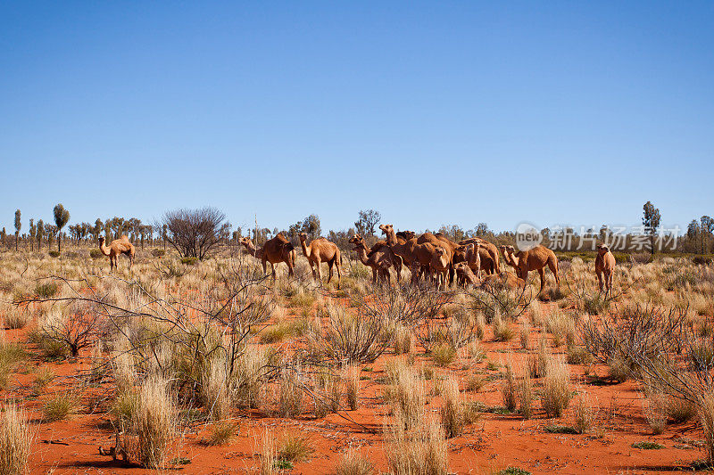 澳大利亚内陆沙漠的野骆驼